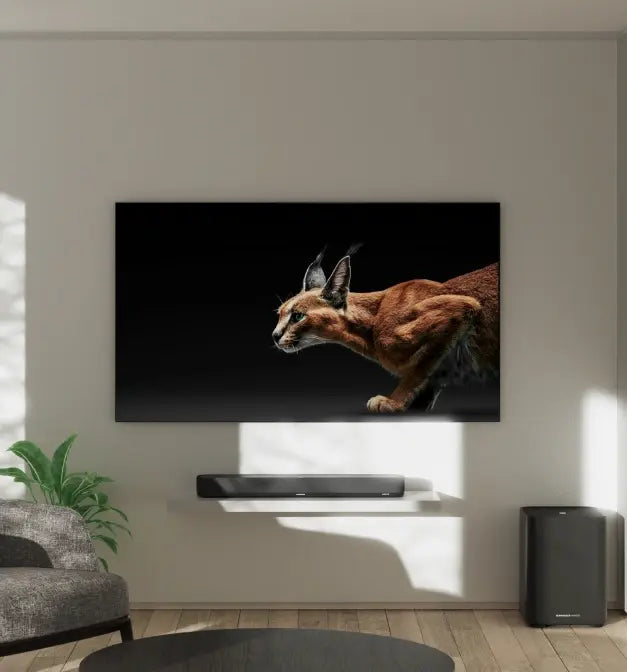 Momentum Sport 图片 02